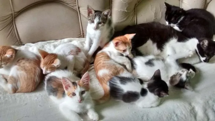 Gato ra a vira-lata idade 2 a 6 meses nome VÁRIOS