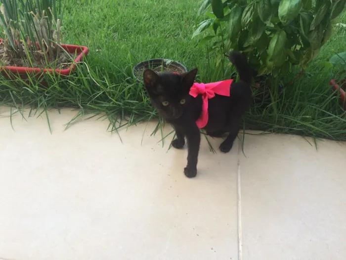 Gato ra a SRD idade Abaixo de 2 meses nome Panterinha 