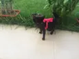 Panterinha