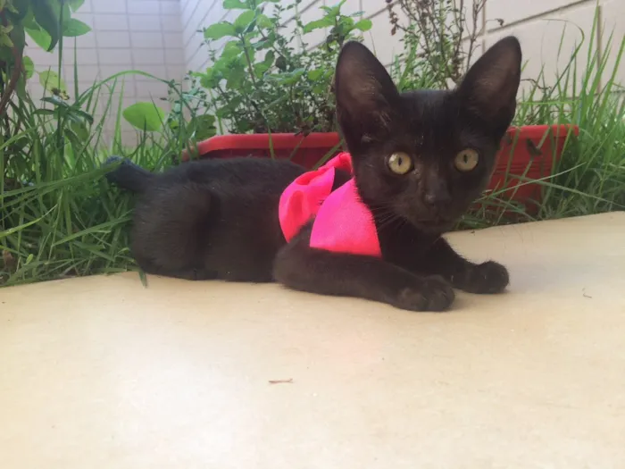 Gato ra a SRD idade Abaixo de 2 meses nome Panterinha 