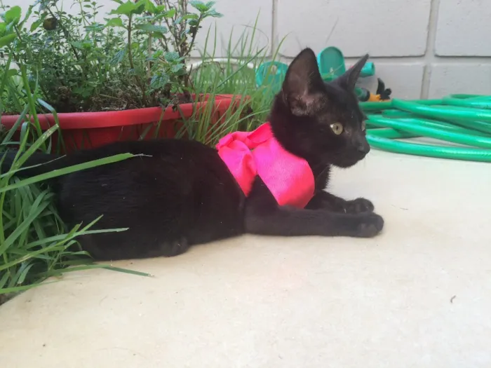 Gato ra a SRD idade Abaixo de 2 meses nome Panterinha 