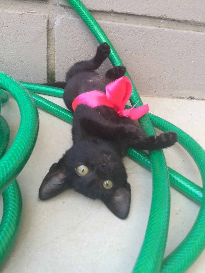 Gato ra a SRD idade Abaixo de 2 meses nome Panterinha 