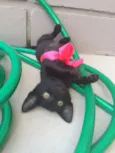 Panterinha