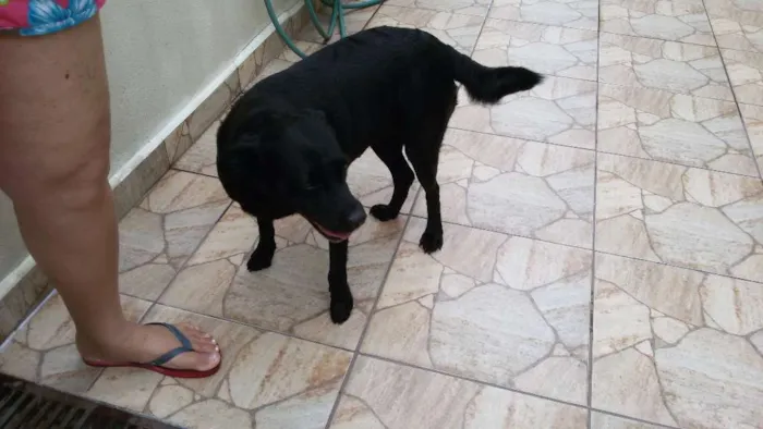 Cachorro ra a SRD idade 3 anos nome NEGA