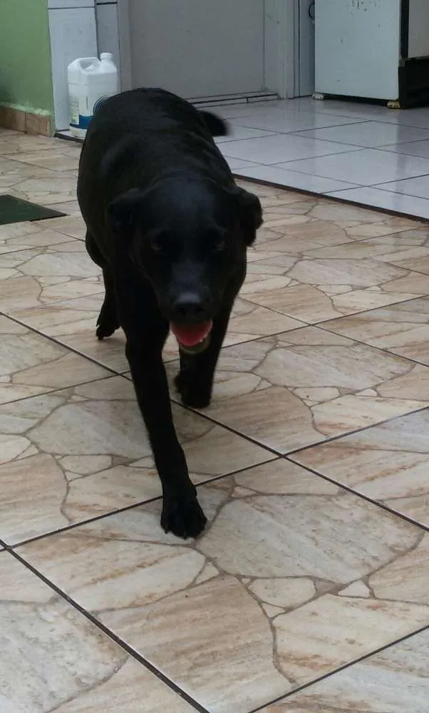 Cachorro ra a SRD idade 3 anos nome NEGA