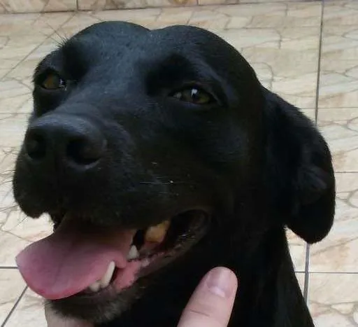 Cachorro ra a SRD idade 3 anos nome NEGA
