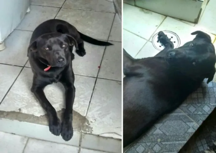 Cachorro ra a Vira-lata com labrador idade  nome Sheik GRATIFICA