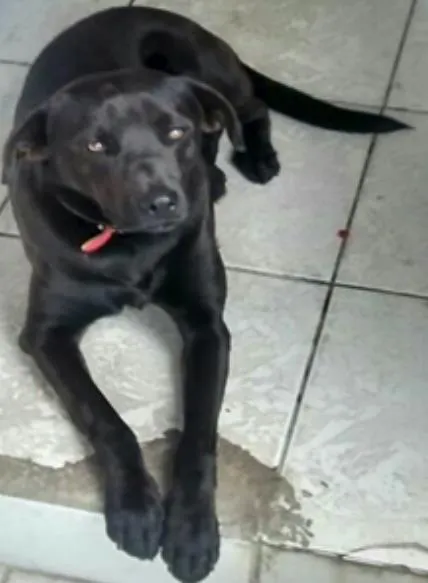 Cachorro ra a Vira-lata com labrador idade  nome Sheik GRATIFICA