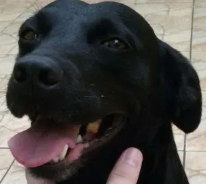 Cachorro raça SRD idade 3 anos nome NEGA