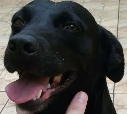 Cachorro ra a SRD idade 3 anos nome NEGA