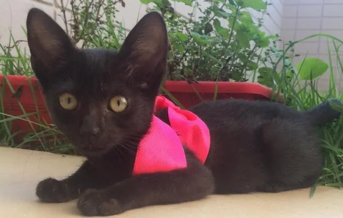 Gato ra a SRD idade Abaixo de 2 meses nome Panterinha 