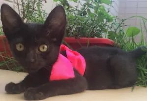 Gato raça SRD idade Abaixo de 2 meses nome Panterinha 