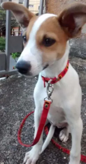 Cachorro raça Srd idade 2 a 6 meses nome Kity