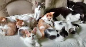 Gato raça vira-lata idade 2 a 6 meses nome VÁRIOS