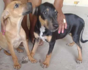 Cachorro raça Sem raça idade 7 a 11 meses nome Filhotes