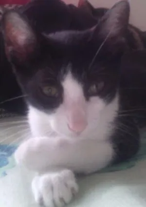 Gato raça srd idade 2 a 6 meses nome Pitty