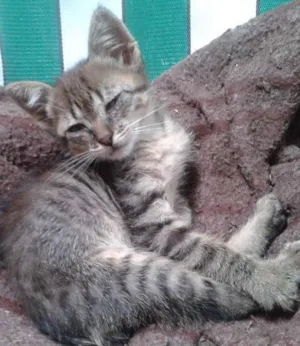 Gato raça SRD idade 2 a 6 meses nome Sem nome