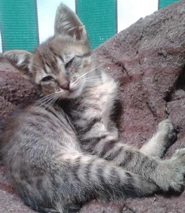 Gato ra a SRD idade 2 a 6 meses nome Sem nome