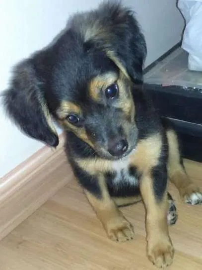 Cachorro ra a Vira lata  idade 2 a 6 meses nome Dora