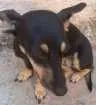 Cachorro raça Basset com vira lata idade 3 anos nome Gaia
