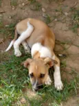 menina