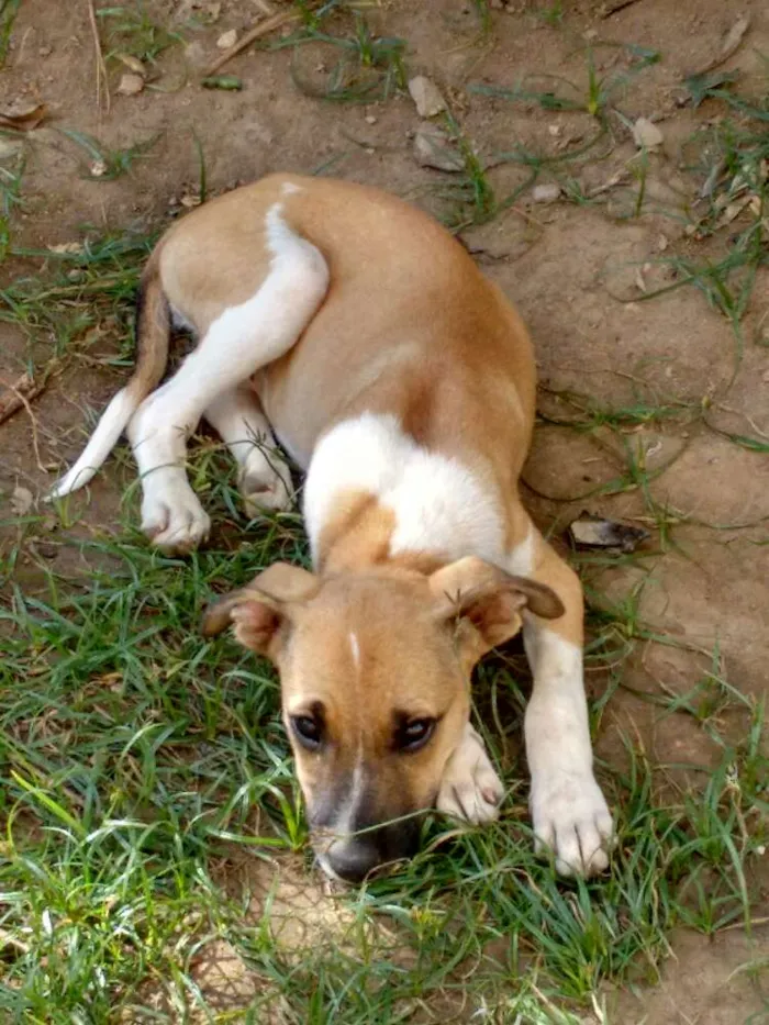 Cachorro raça SRD idade 2 a 6 meses nome menina
