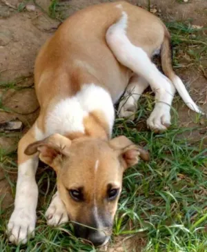 Cachorro raça SRD idade 2 a 6 meses nome menina