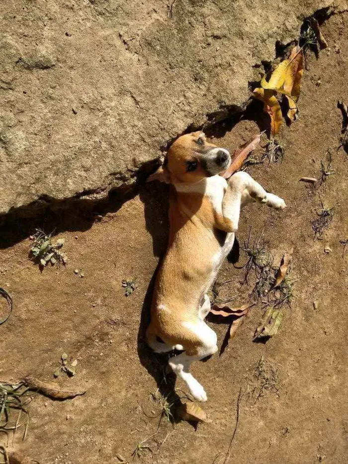 Cachorro raça SRD idade 2 a 6 meses nome pintado