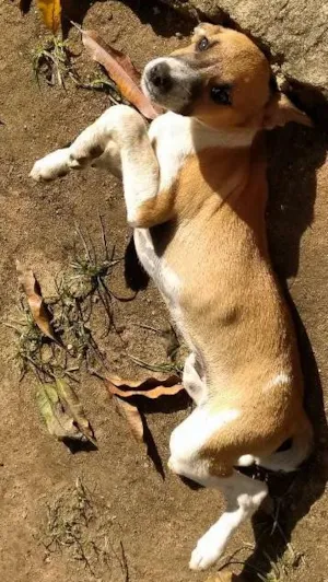 Cachorro raça SRD idade 2 a 6 meses nome pintado