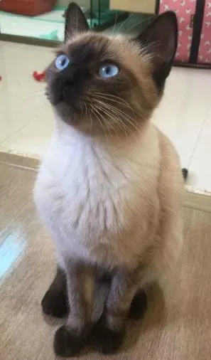 Gato raça Siamês idade 2 a 6 meses nome Lady Antebellum