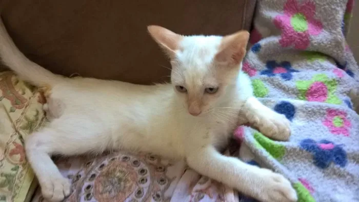 Gato ra a red point idade 2 a 6 meses nome mirtilo