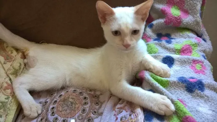 Gato ra a red point idade 2 a 6 meses nome mirtilo
