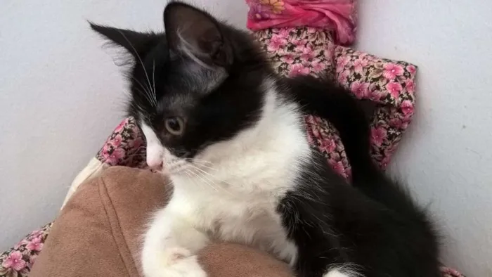 Gato ra a srd idade 2 a 6 meses nome tangerina
