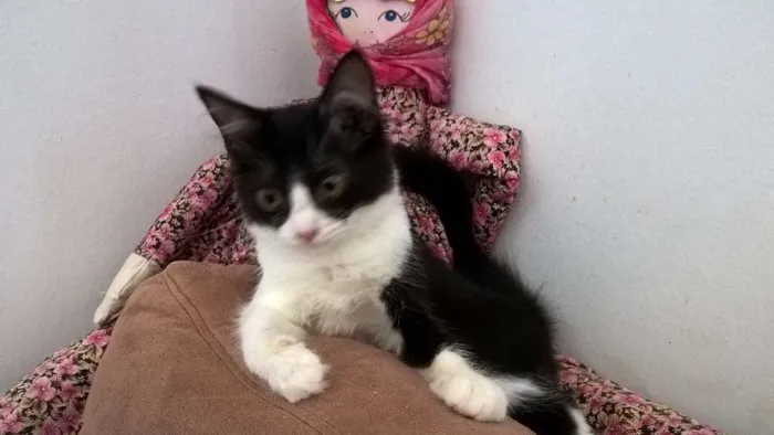 Gato ra a srd idade 2 a 6 meses nome tangerina