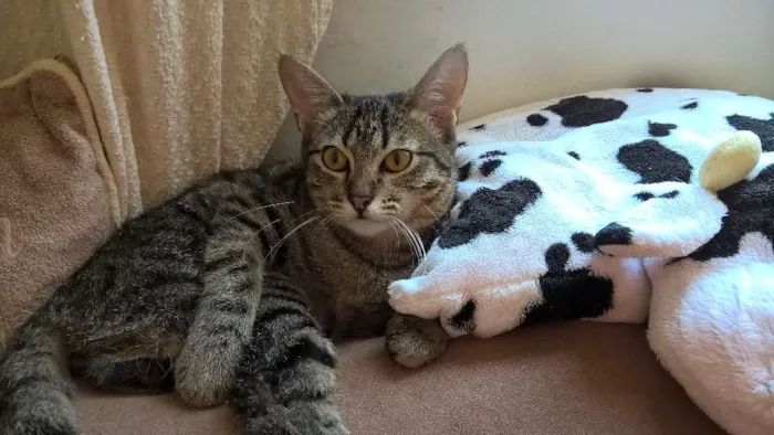 Gato ra a srd idade 2 a 6 meses nome marie
