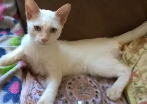 Gato raça red point idade 2 a 6 meses nome mirtilo