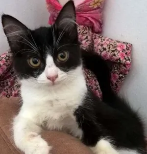 Gato raça srd idade 2 a 6 meses nome tangerina