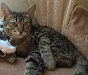 Gato raça srd idade 2 a 6 meses nome marie