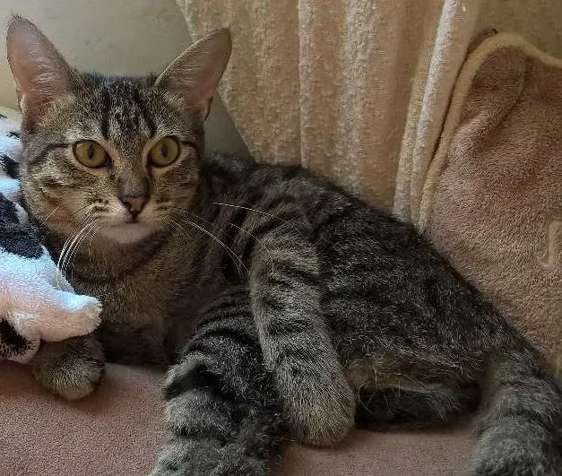 Gato ra a srd idade 2 a 6 meses nome marie