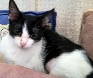 Gato raça srd idade 2 a 6 meses nome mixirica