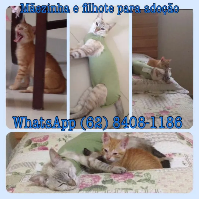 Gato ra a  idade 2 a 6 meses nome Mãe e filhote