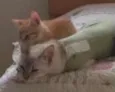 Mãe e filhote