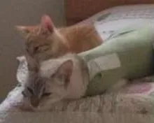 Gato raça  idade 2 a 6 meses nome Mãe e filhote