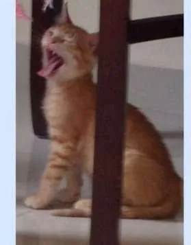 Gato ra a  idade 2 a 6 meses nome Mãe e filhote