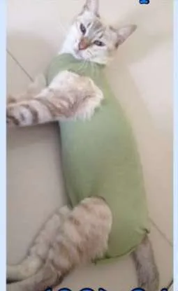 Gato ra a  idade 2 a 6 meses nome Mãe e filhote
