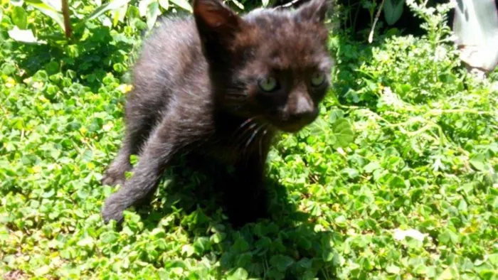 Gato ra a  idade 2 a 6 meses nome Mario