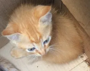 Gato raça SRD idade 2 a 6 meses nome São vários 