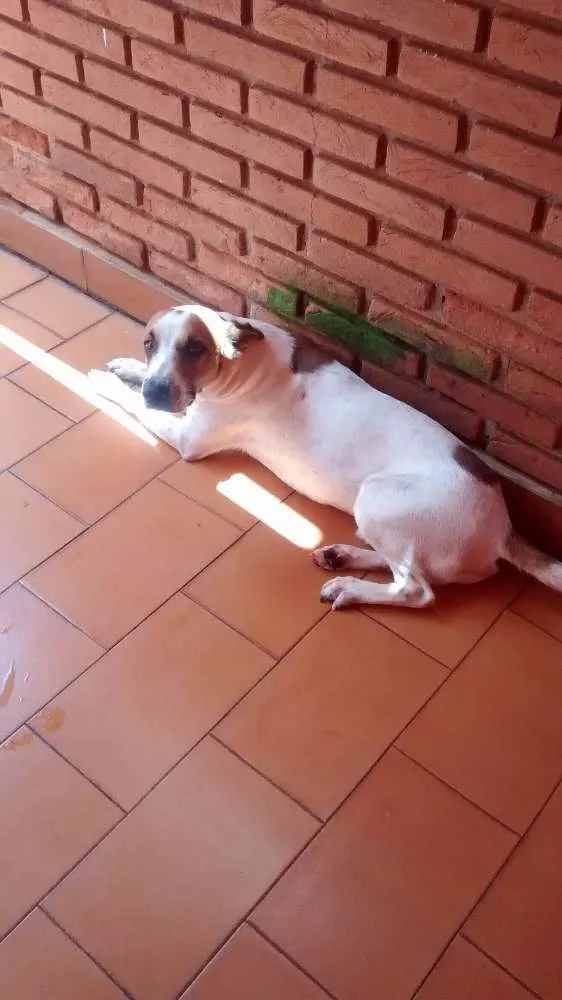 Cachorro ra a Viralata idade 1 ano nome Guerreiro