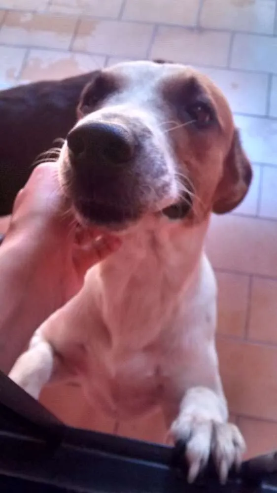 Cachorro ra a Viralata idade 1 ano nome Guerreiro