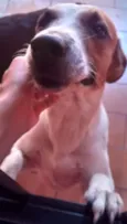 Guerreiro